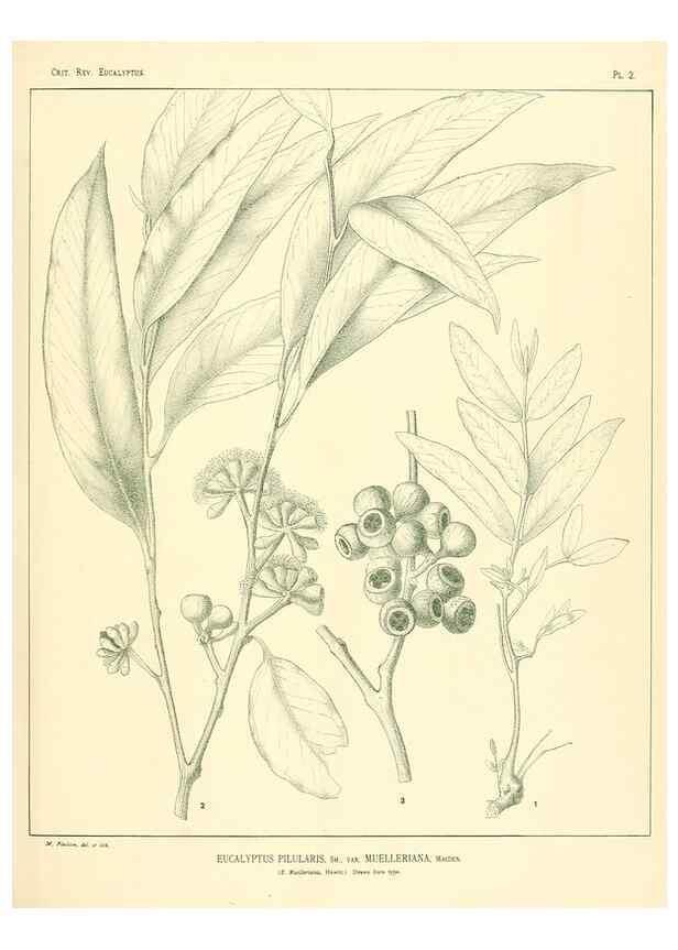 Reproducción/Reproduction 7189553185: A critical revision of the genus Eucalyptus,. Sydney,W. A. Gullick, government printer,1903-1933.