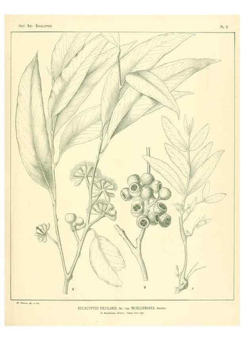 Reproducción/Reproduction 7189553185: A critical revision of the genus Eucalyptus,. Sydney,W. A. Gullick, government printer,1903-1933.
