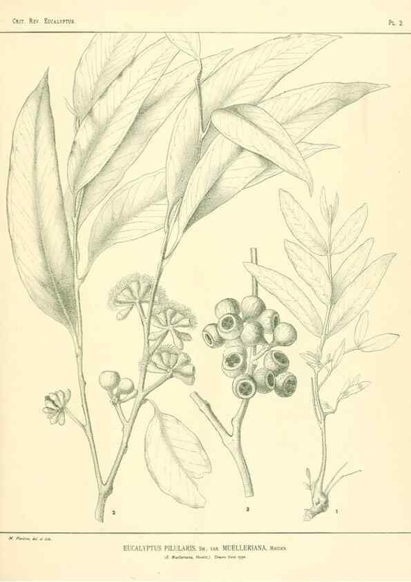 Reproducción/Reproduction 7189553185: A critical revision of the genus Eucalyptus,. Sydney,W. A. Gullick, government printer,1903-1933.