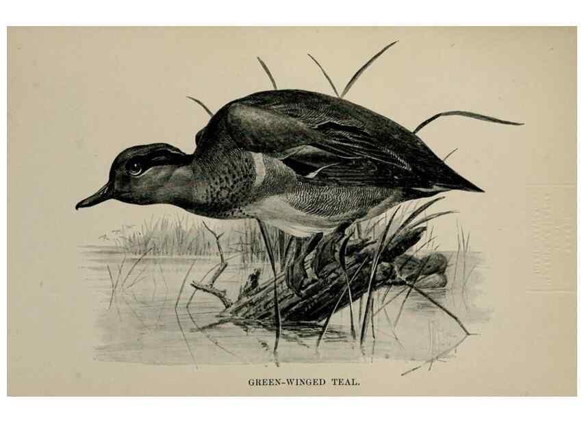 Reproducción/Reproduction 7365446516: Birdcraft :. New York :Macmillan Co.,c1897.