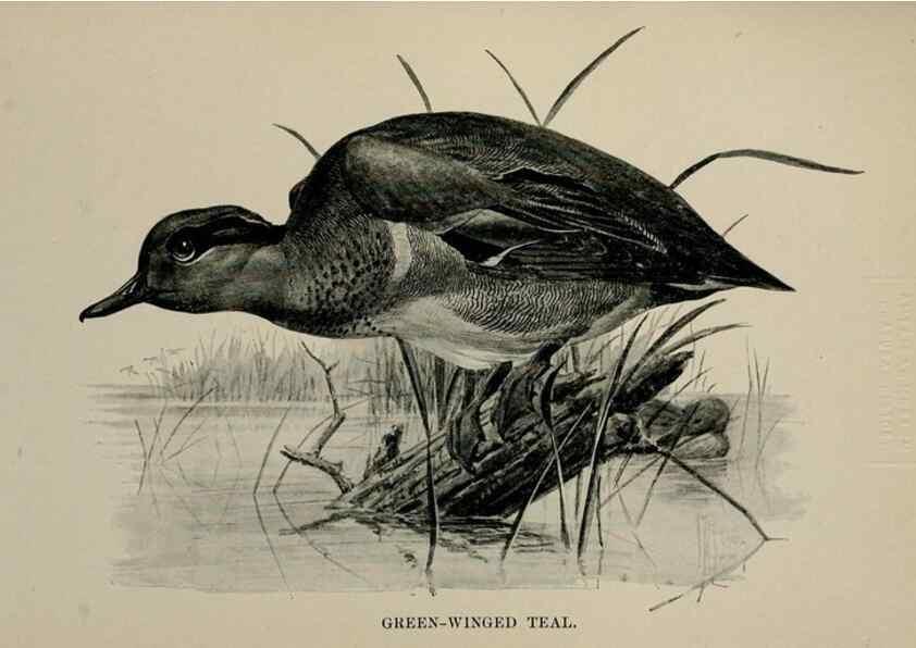 Reproducción/Reproduction 7365446516: Birdcraft :. New York :Macmillan Co.,c1897.
