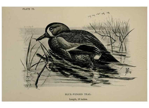 Reproducción/Reproduction 7365447890: Birdcraft :. New York :Macmillan Co.,c1897.