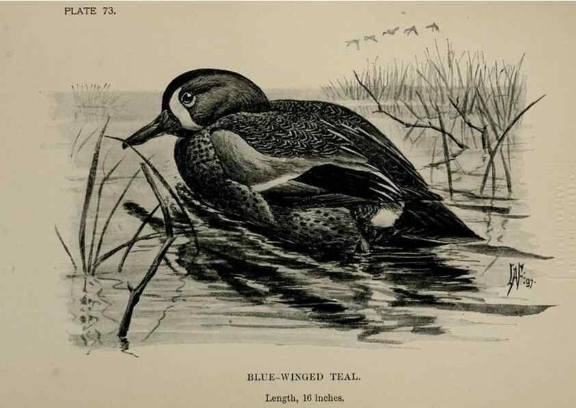 Reproducción/Reproduction 7365447890: Birdcraft :. New York :Macmillan Co.,c1897.