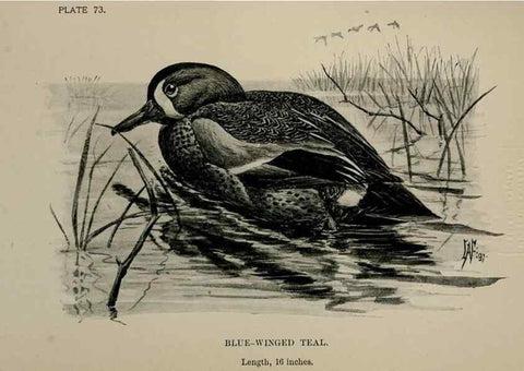 Reproducción/Reproduction 7365447890: Birdcraft :. New York :Macmillan Co.,c1897.