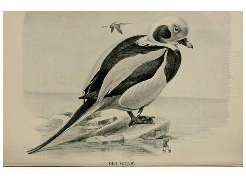 Reproducción/Reproduction 7365450566: Birdcraft :. New York :Macmillan Co.,c1897.