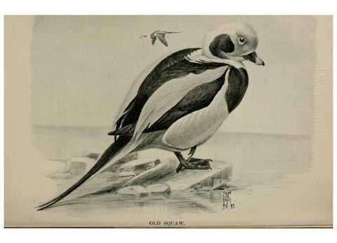 Reproducción/Reproduction 7365450566: Birdcraft :. New York :Macmillan Co.,c1897.