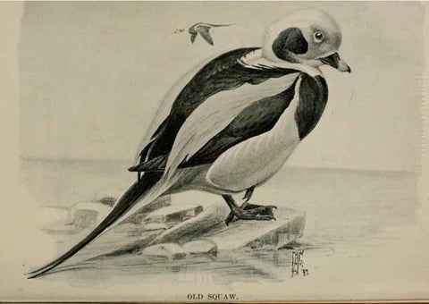 Reproducción/Reproduction 7365450566: Birdcraft :. New York :Macmillan Co.,c1897.
