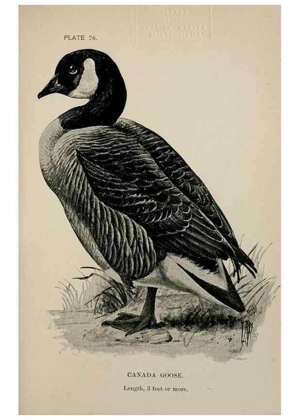 Reproducción/Reproduction 7365451910: Birdcraft :. New York :Macmillan Co.,c1897.