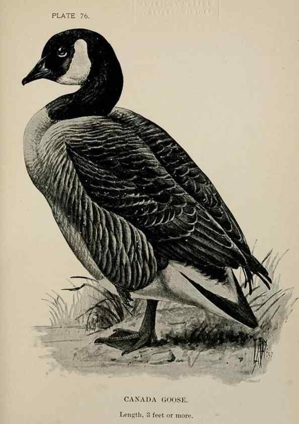 Reproducción/Reproduction 7365451910: Birdcraft :. New York :Macmillan Co.,c1897.
