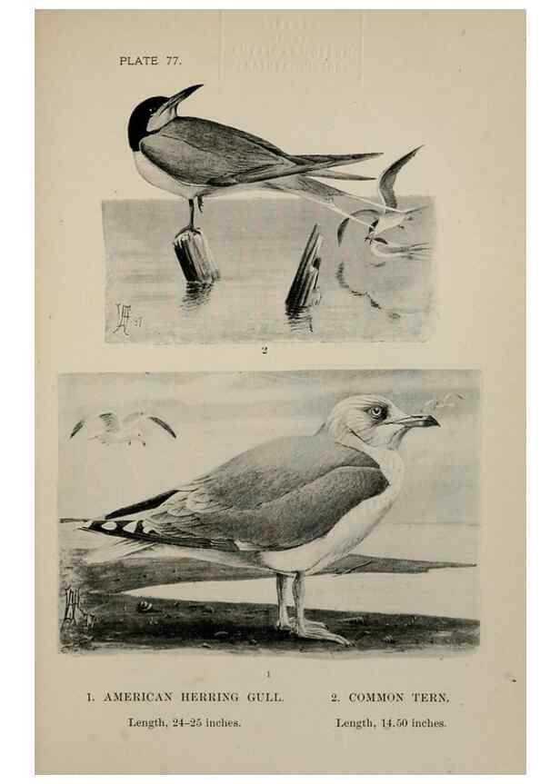 Reproducción/Reproduction 7365452812: Birdcraft :. New York :Macmillan Co.,c1897.