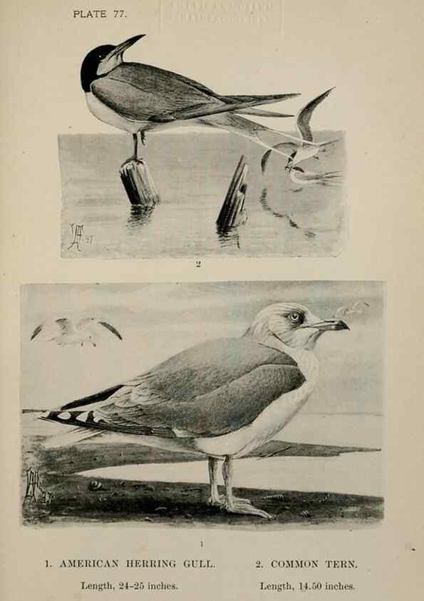 Reproducción/Reproduction 7365452812: Birdcraft :. New York :Macmillan Co.,c1897.