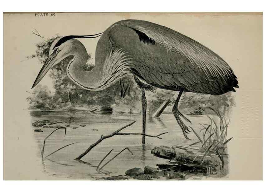 Reproducción/Reproduction 7365442732: Birdcraft :. New York :Macmillan Co.,c1897.