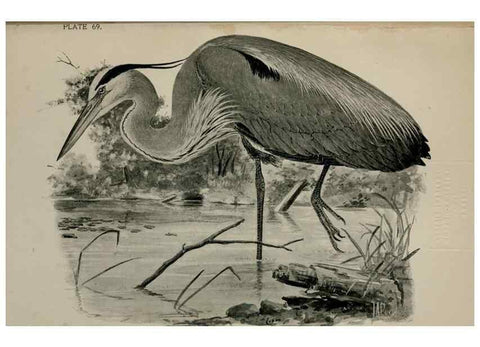 Reproducción/Reproduction 7365442732: Birdcraft :. New York :Macmillan Co.,c1897.