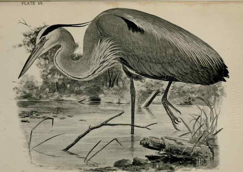 Reproducción/Reproduction 7365442732: Birdcraft :. New York :Macmillan Co.,c1897.