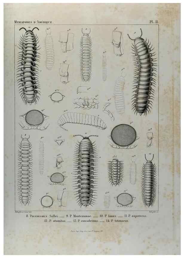 Reproducción/Reproduction 7186937469: Essai d'une faune des Myriapodes du Mexique :. Genève :J.G. Fick,1860.