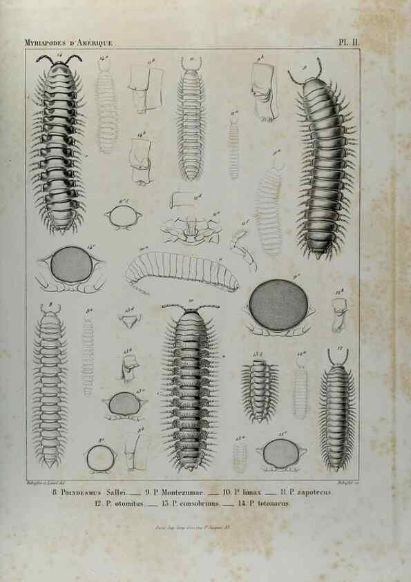 Reproducción/Reproduction 7186937469: Essai d'une faune des Myriapodes du Mexique :. Genève :J.G. Fick,1860.