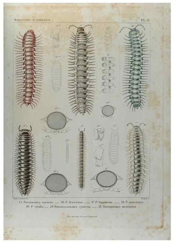 Reproducción/Reproduction 7186938727: Essai d'une faune des Myriapodes du Mexique :. Genève :J.G. Fick,1860.