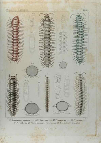 Reproducción/Reproduction 7186938727: Essai d'une faune des Myriapodes du Mexique :. Genève :J.G. Fick,1860.