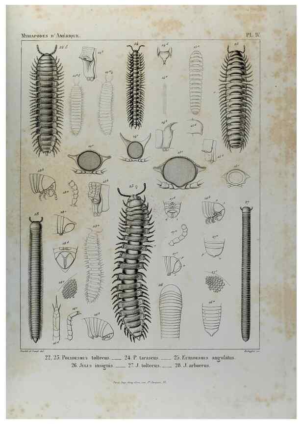 Reproducción/Reproduction 7186940107: Essai d'une faune des Myriapodes du Mexique :. Genève :J.G. Fick,1860.