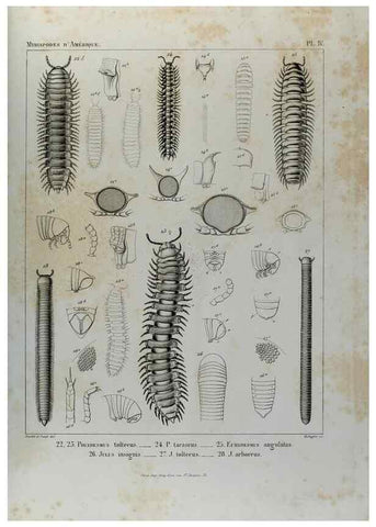 Reproducción/Reproduction 7186940107: Essai d'une faune des Myriapodes du Mexique :. Genève :J.G. Fick,1860.
