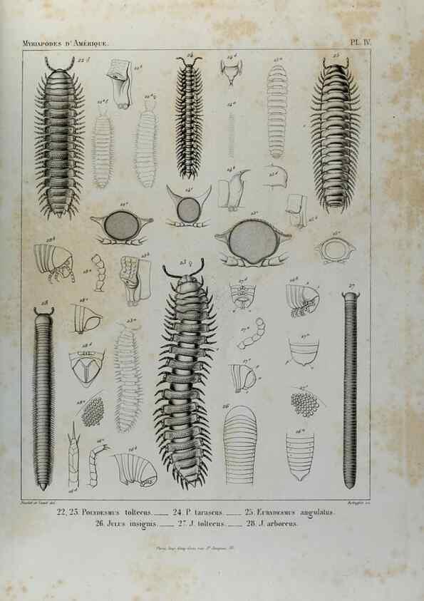 Reproducción/Reproduction 7186940107: Essai d'une faune des Myriapodes du Mexique :. Genève :J.G. Fick,1860.