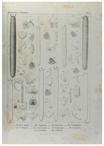 Reproducción/Reproduction 7186941505: Essai d'une faune des Myriapodes du Mexique :. Genève :J.G. Fick,1860.