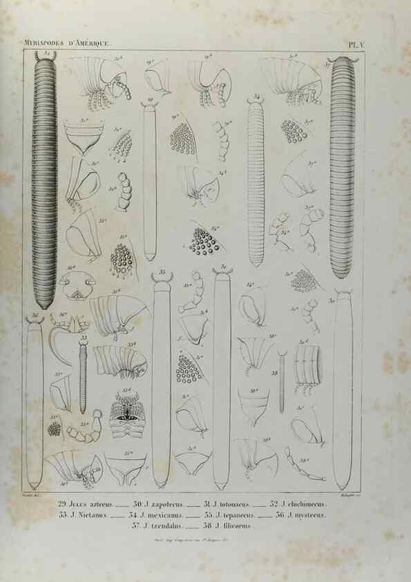 Reproducción/Reproduction 7186941505: Essai d'une faune des Myriapodes du Mexique :. Genève :J.G. Fick,1860.