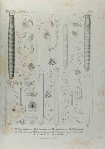 Reproducción/Reproduction 7186941505: Essai d'une faune des Myriapodes du Mexique :. Genève :J.G. Fick,1860.