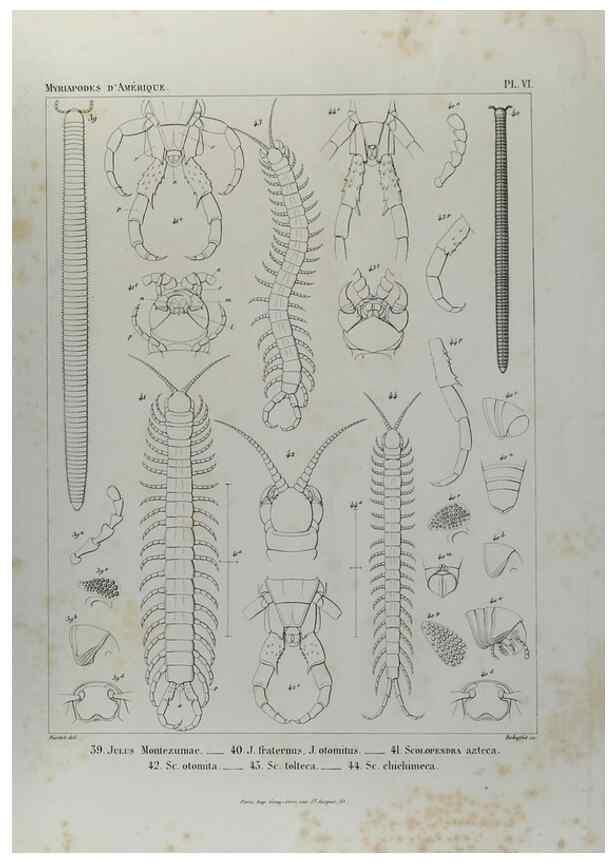 Reproducción/Reproduction 7372172716: Essai d'une faune des Myriapodes du Mexique :. Genève :J.G. Fick,1860.