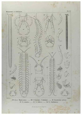 Reproducción/Reproduction 7372172716: Essai d'une faune des Myriapodes du Mexique :. Genève :J.G. Fick,1860.