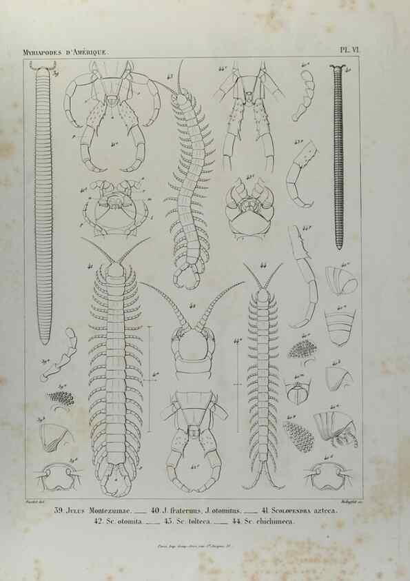 Reproducción/Reproduction 7372172716: Essai d'une faune des Myriapodes du Mexique :. Genève :J.G. Fick,1860.