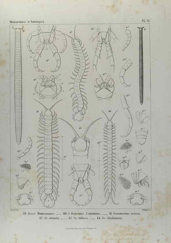 Reproducción/Reproduction 7372172716: Essai d'une faune des Myriapodes du Mexique :. Genève :J.G. Fick,1860.