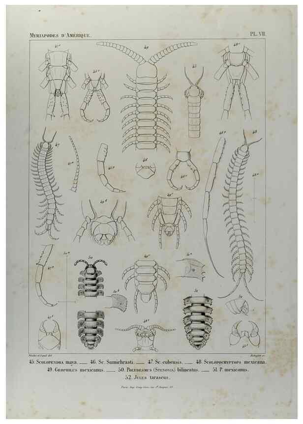 Reproducción/Reproduction 7372173732: Essai d'une faune des Myriapodes du Mexique :. Genève :J.G. Fick,1860.