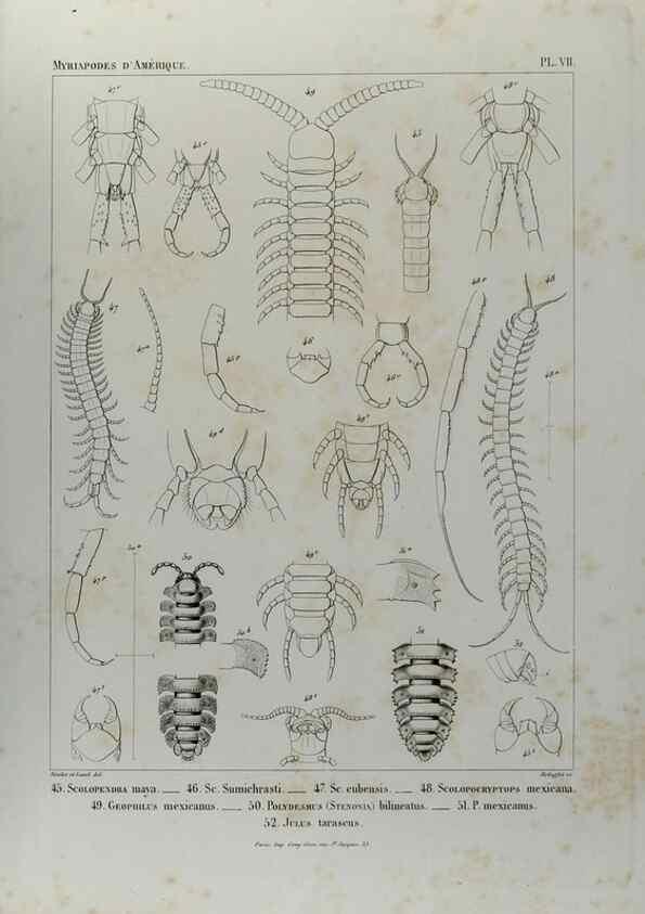Reproducción/Reproduction 7372173732: Essai d'une faune des Myriapodes du Mexique :. Genève :J.G. Fick,1860.