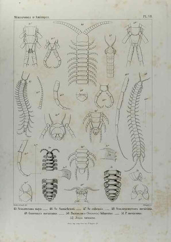 Reproducción/Reproduction 7372173732: Essai d'une faune des Myriapodes du Mexique :. Genève :J.G. Fick,1860.