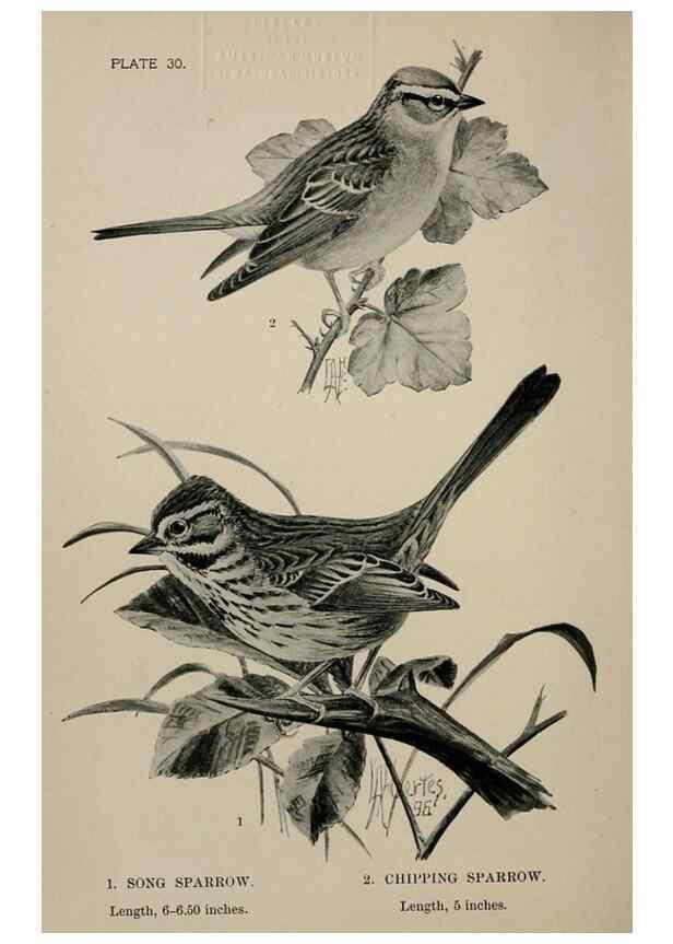 Reproducción/Reproduction 7180168231: Birdcraft :. New York :Macmillan Co.,c1897.
