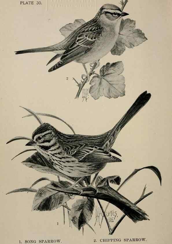 Reproducción/Reproduction 7180168231: Birdcraft :. New York :Macmillan Co.,c1897.