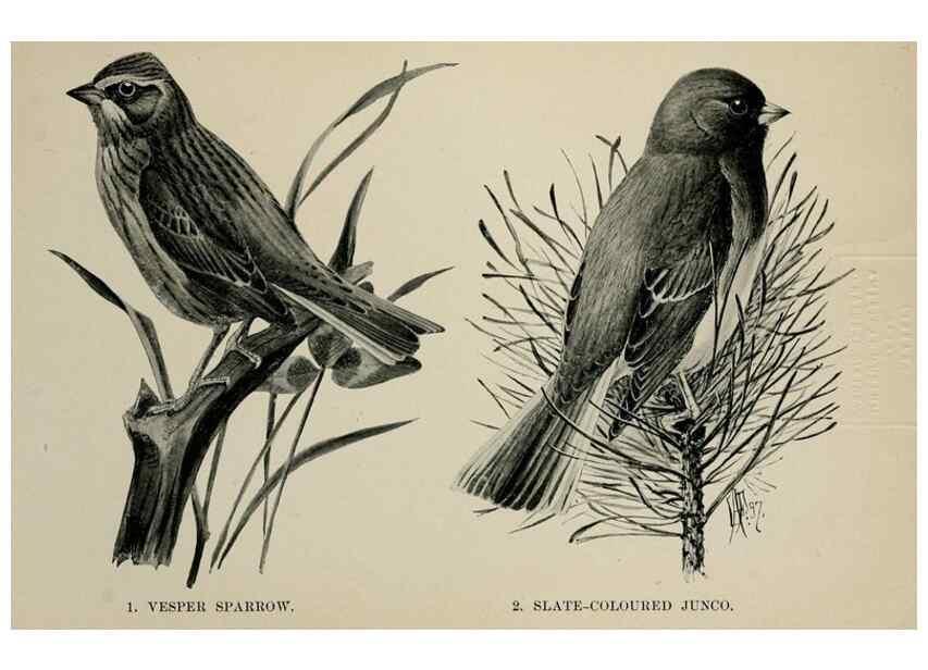 Reproducción/Reproduction 7180166837: Birdcraft :. New York :Macmillan Co.,c1897.