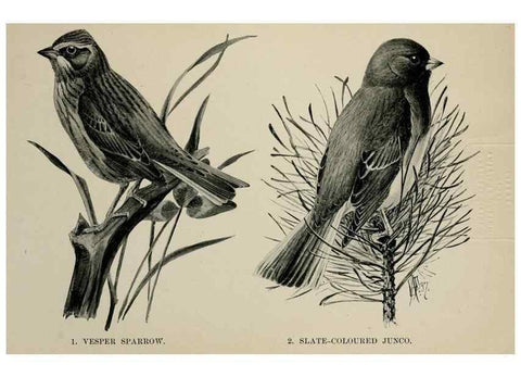 Reproducción/Reproduction 7180166837: Birdcraft :. New York :Macmillan Co.,c1897.