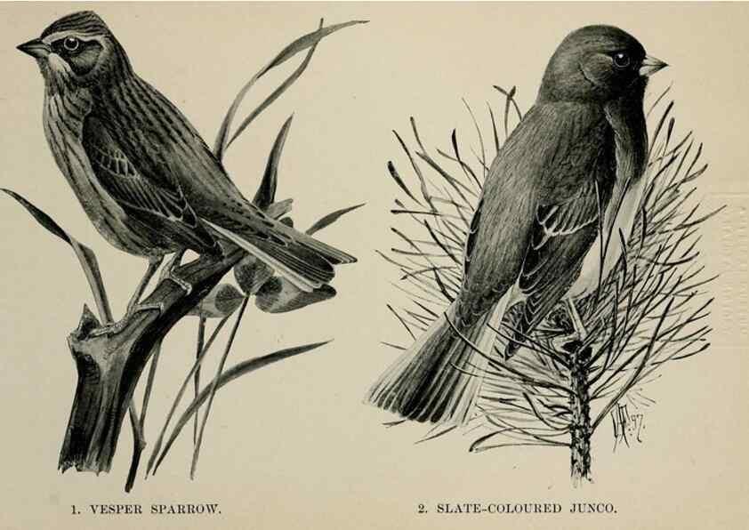 Reproducción/Reproduction 7180166837: Birdcraft :. New York :Macmillan Co.,c1897.