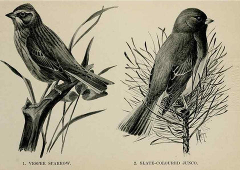 Reproducción/Reproduction 7180166837: Birdcraft :. New York :Macmillan Co.,c1897.