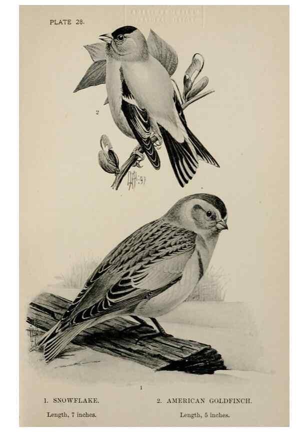Reproducción/Reproduction 7365393398: Birdcraft :. New York :Macmillan Co.,c1897.