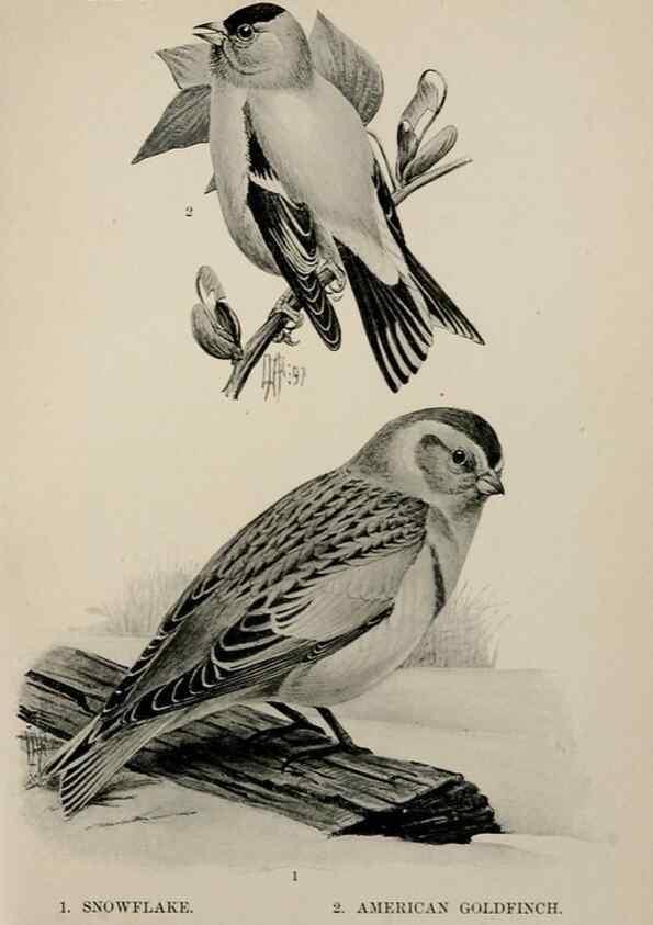 Reproducción/Reproduction 7365393398: Birdcraft :. New York :Macmillan Co.,c1897.
