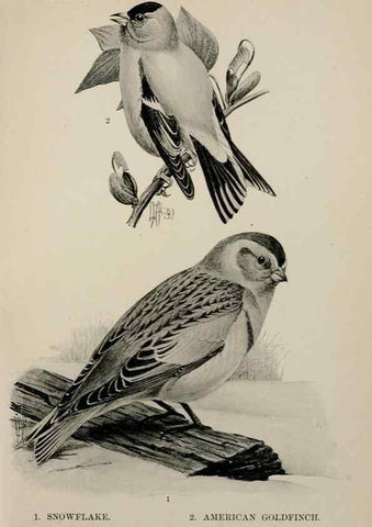 Reproducción/Reproduction 7365393398: Birdcraft :. New York :Macmillan Co.,c1897.