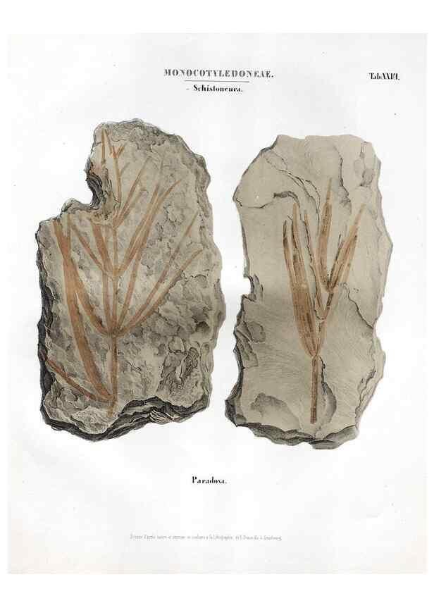 Reproducción/Reproduction 7176917761: Monographie des plantes fossiles du grès bigarré de la chaine des Vosges /. Leipzig :G. Engelmann,1844.