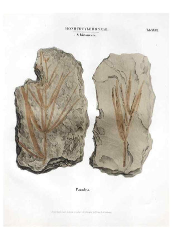 Reproducción/Reproduction 7176917761: Monographie des plantes fossiles du grès bigarré de la chaine des Vosges /. Leipzig :G. Engelmann,1844.