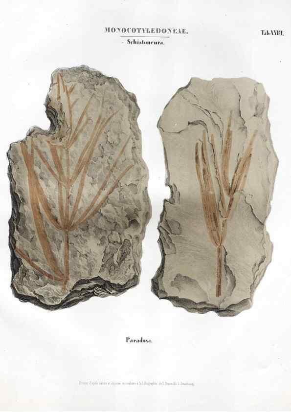 Reproducción/Reproduction 7176917761: Monographie des plantes fossiles du grès bigarré de la chaine des Vosges /. Leipzig :G. Engelmann,1844.