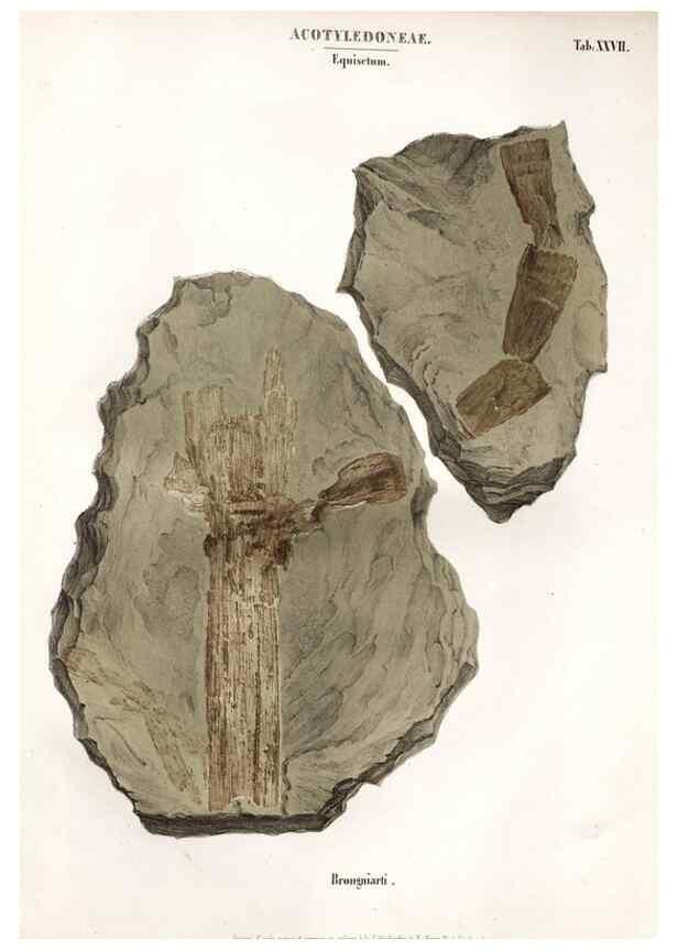 Reproducción/Reproduction 7176918889: Monographie des plantes fossiles du grès bigarré de la chaine des Vosges /. Leipzig :G. Engelmann,1844.