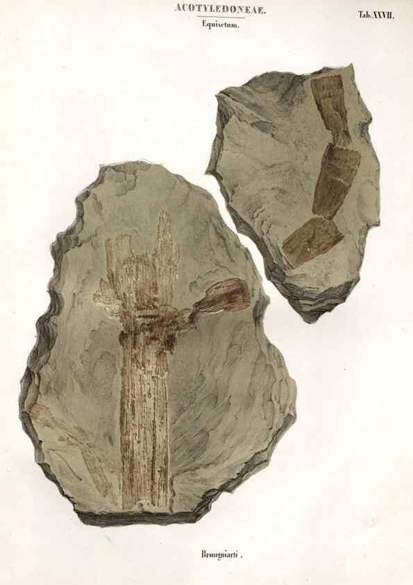 Reproducción/Reproduction 7176918889: Monographie des plantes fossiles du grès bigarré de la chaine des Vosges /. Leipzig :G. Engelmann,1844.