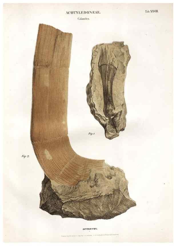Reproducción/Reproduction 7362142808: Monographie des plantes fossiles du grès bigarré de la chaine des Vosges /. Leipzig :G. Engelmann,1844.